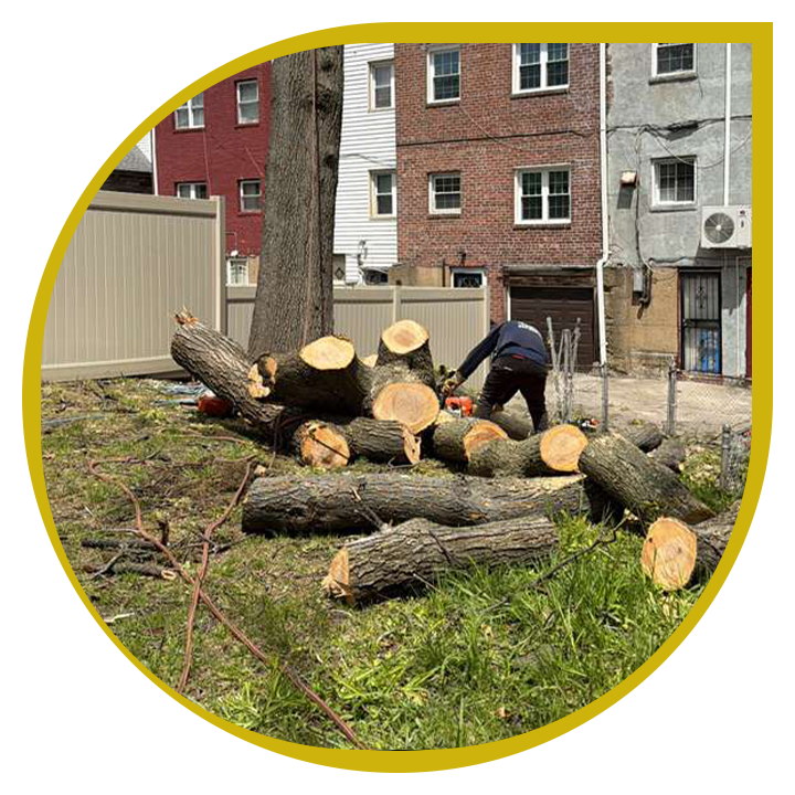 Salamanca Tree Service Hero