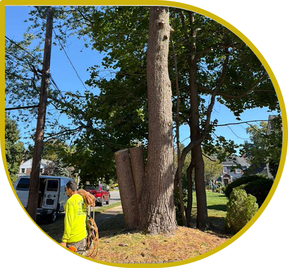  Salamaca Tree Service Reviews